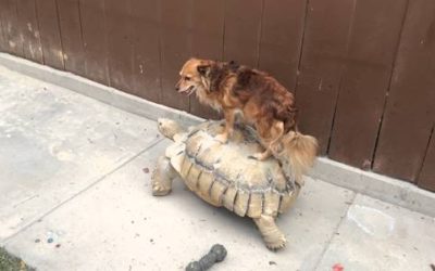 Tortoise Transport