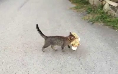 Cutest Thief Ever!