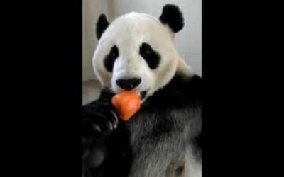 Even Pandas Enjoy A Summer Treat!