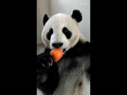 Even Pandas Enjoy A Summer Treat!