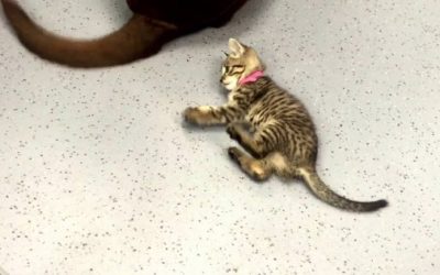 A Determined Kitten And A Dog’s Tail
