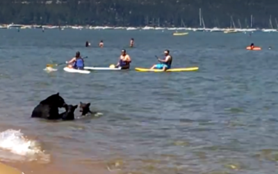 Bear Family Plays In A Lake