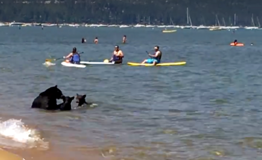 Bear Family Plays In A Lake