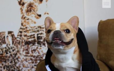 Dog Paints Herself With Her Own Paws