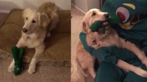 Dog’s Favorite Toy Comes To Life