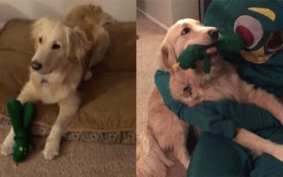 Dog’s Favorite Toy Comes To Life