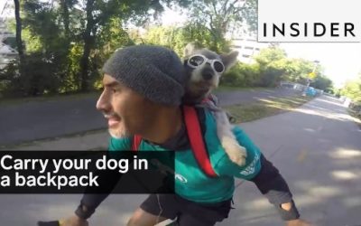 A Backpack To Carry Your Best Friend!