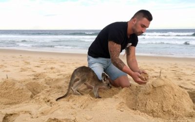 Damien The Adorable Kangaroo!